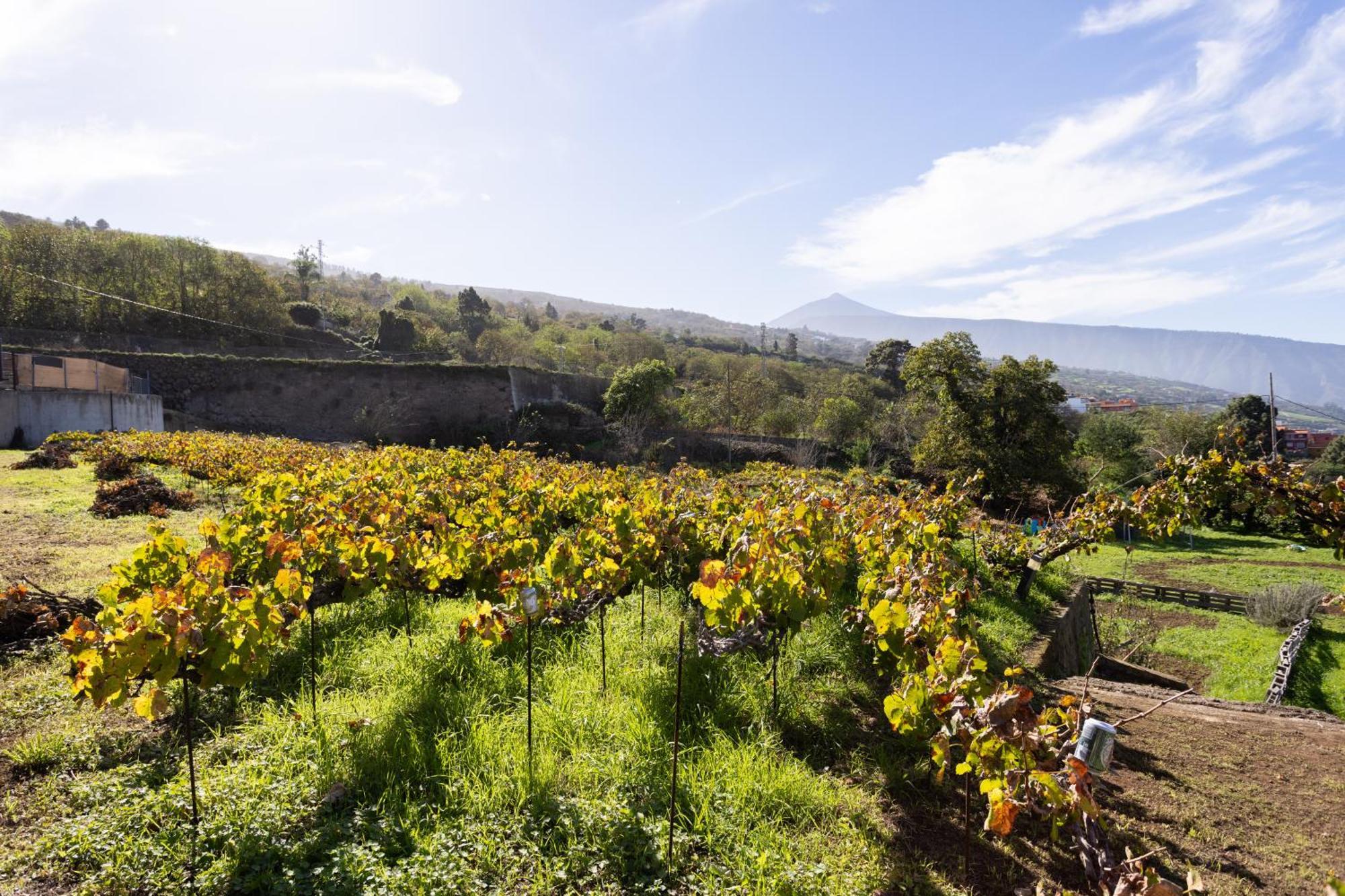 Ek Drago Finca El Milagro La Orotava Exteriör bild