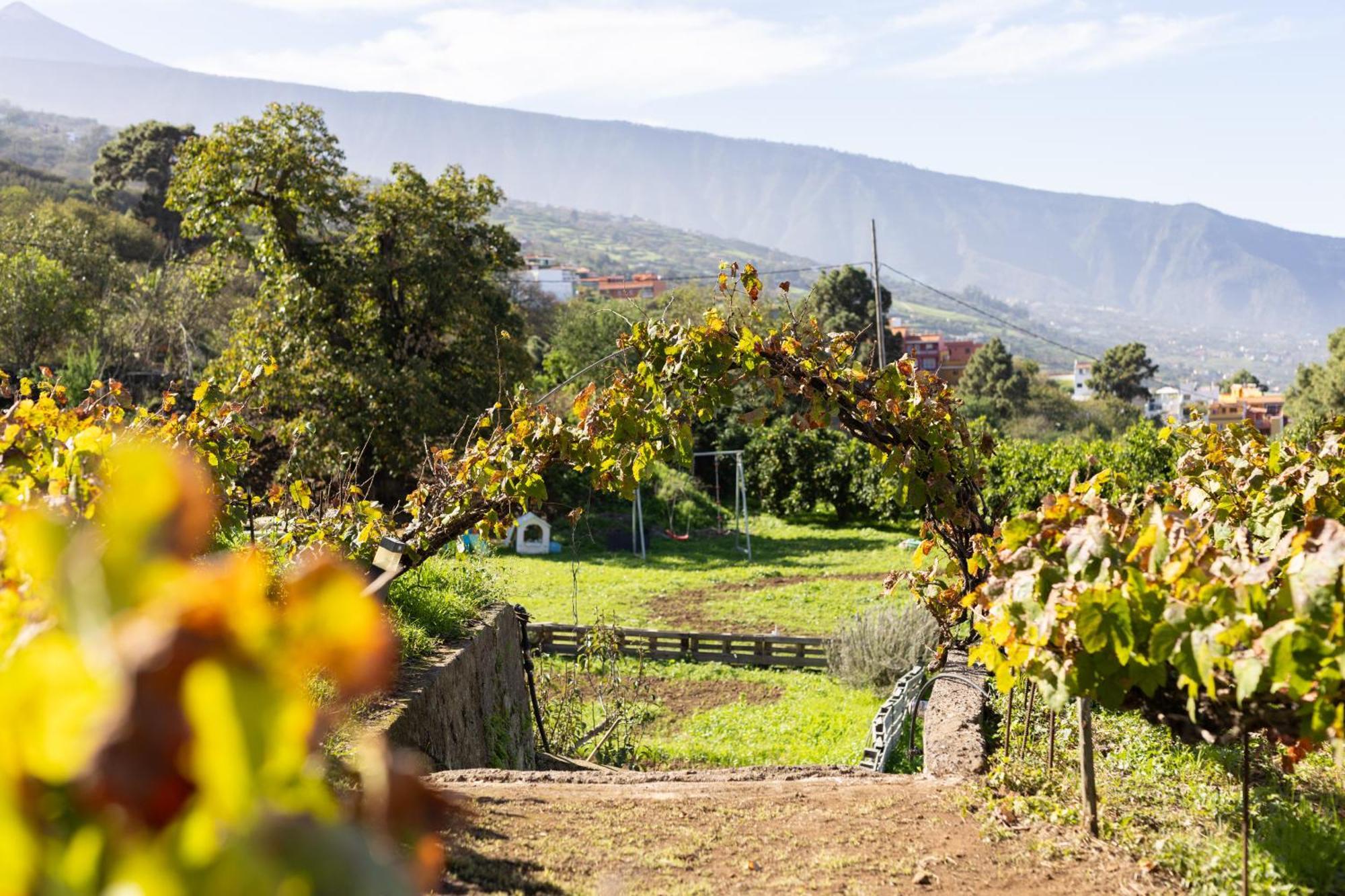 Ek Drago Finca El Milagro La Orotava Exteriör bild