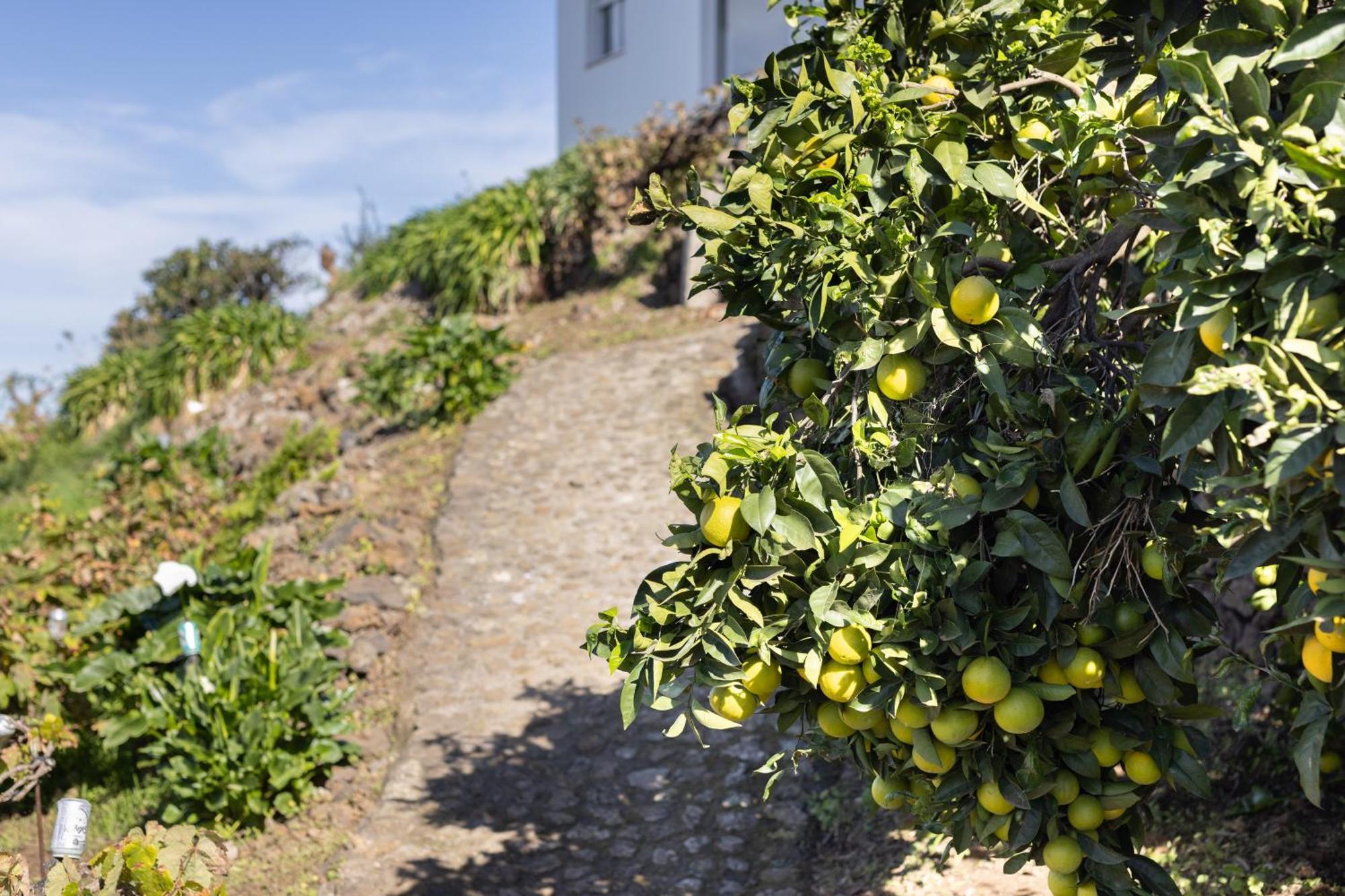 Ek Drago Finca El Milagro La Orotava Exteriör bild